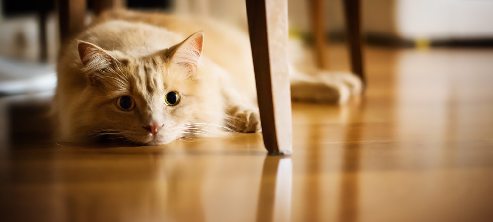 Hardwood Flooring Tips for Pet Owners