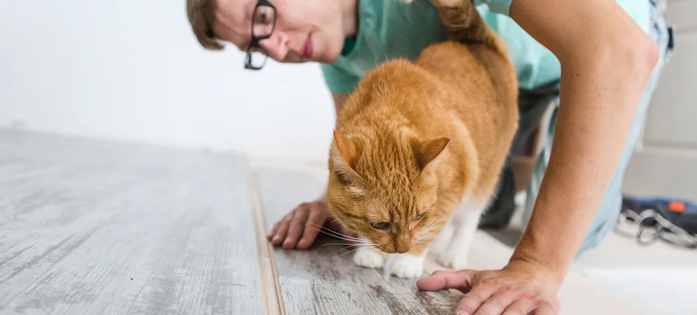 floors that work for pets and people